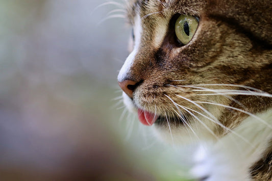 Studie: Katter har upp emot 300 olika ansiktsuttryck